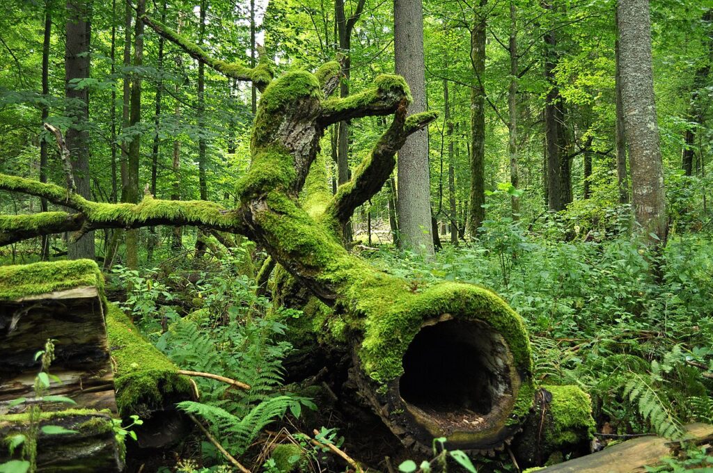 Białowieża Forest: Europe's Last Primeval Forest and Its Bison