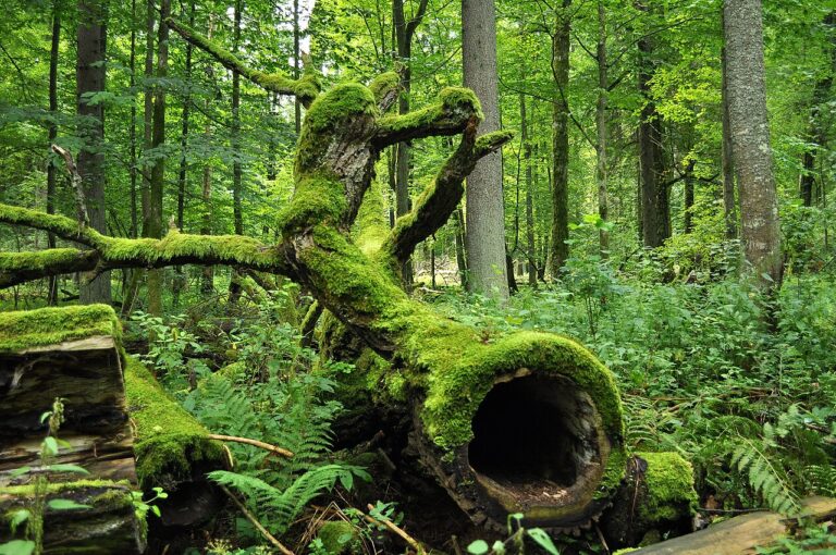 Białowieża Forest: Europe's Last Primeval Forest and Its Bison