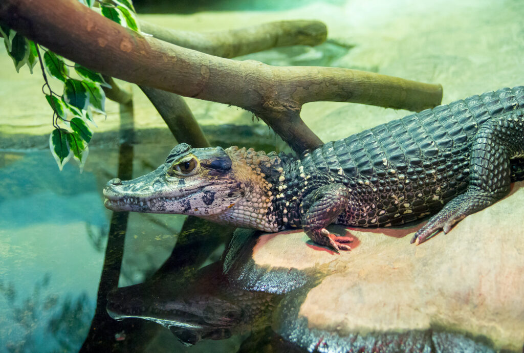 Black Caiman
