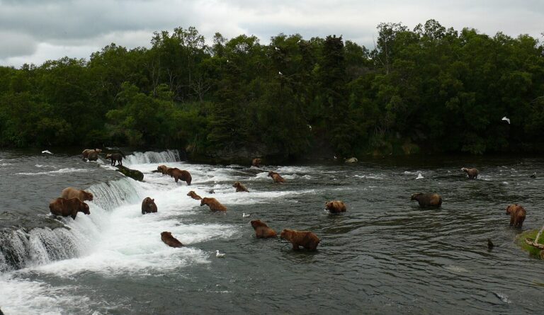 Brooks Falls, Katmai: Watching Bears Catch Salmon