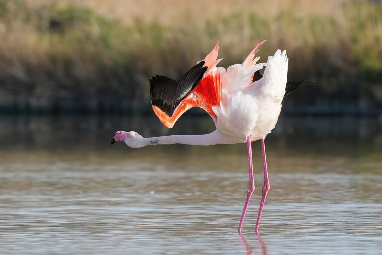 The Camargue: Flamingos, White Horses and Wetlands