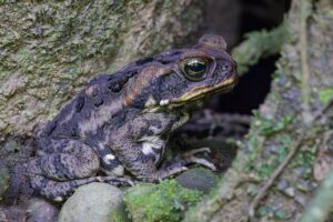 Cane Toad