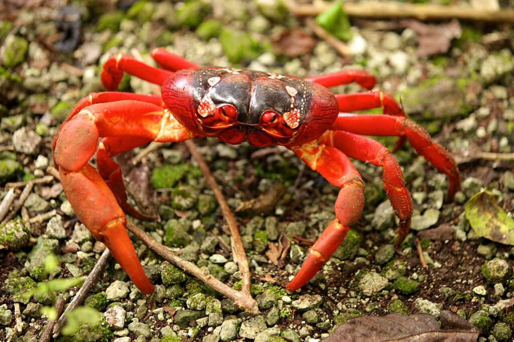 Christmas Island Red Crab Migration