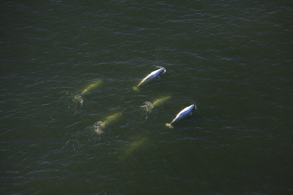 Beluga Whales in Churchill: Summer Guide