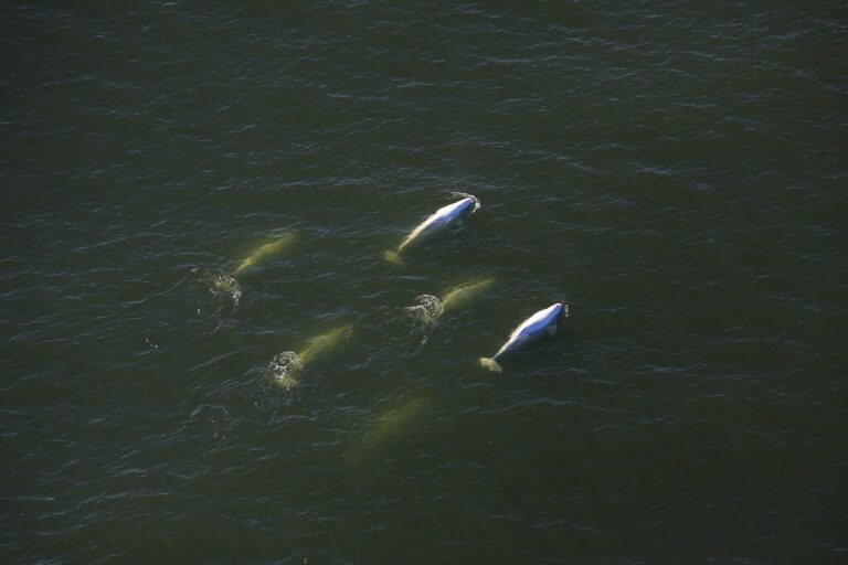 Beluga Whales in Churchill: Summer Guide
