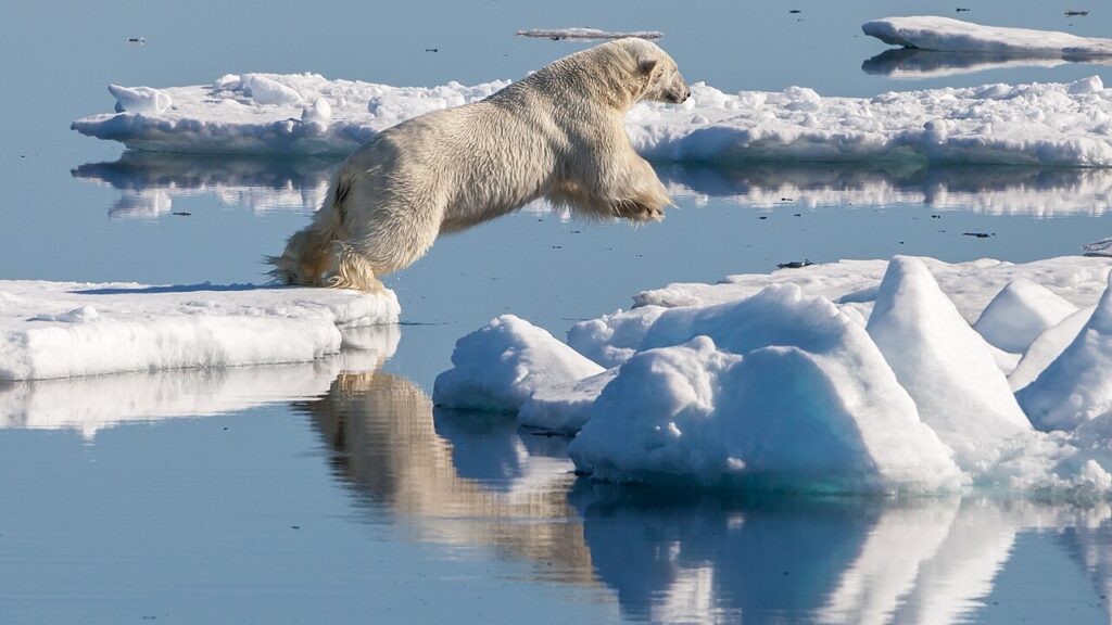 Churchill Polar Bears Guide: Seeing Polar Bears in Manitoba