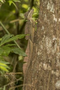 Common Basilisk