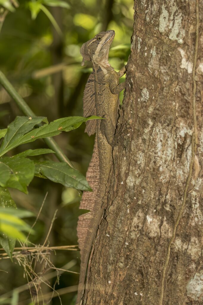 Common Basilisk
