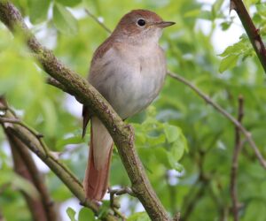Common Nightingale