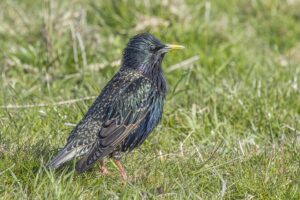 Common Starling