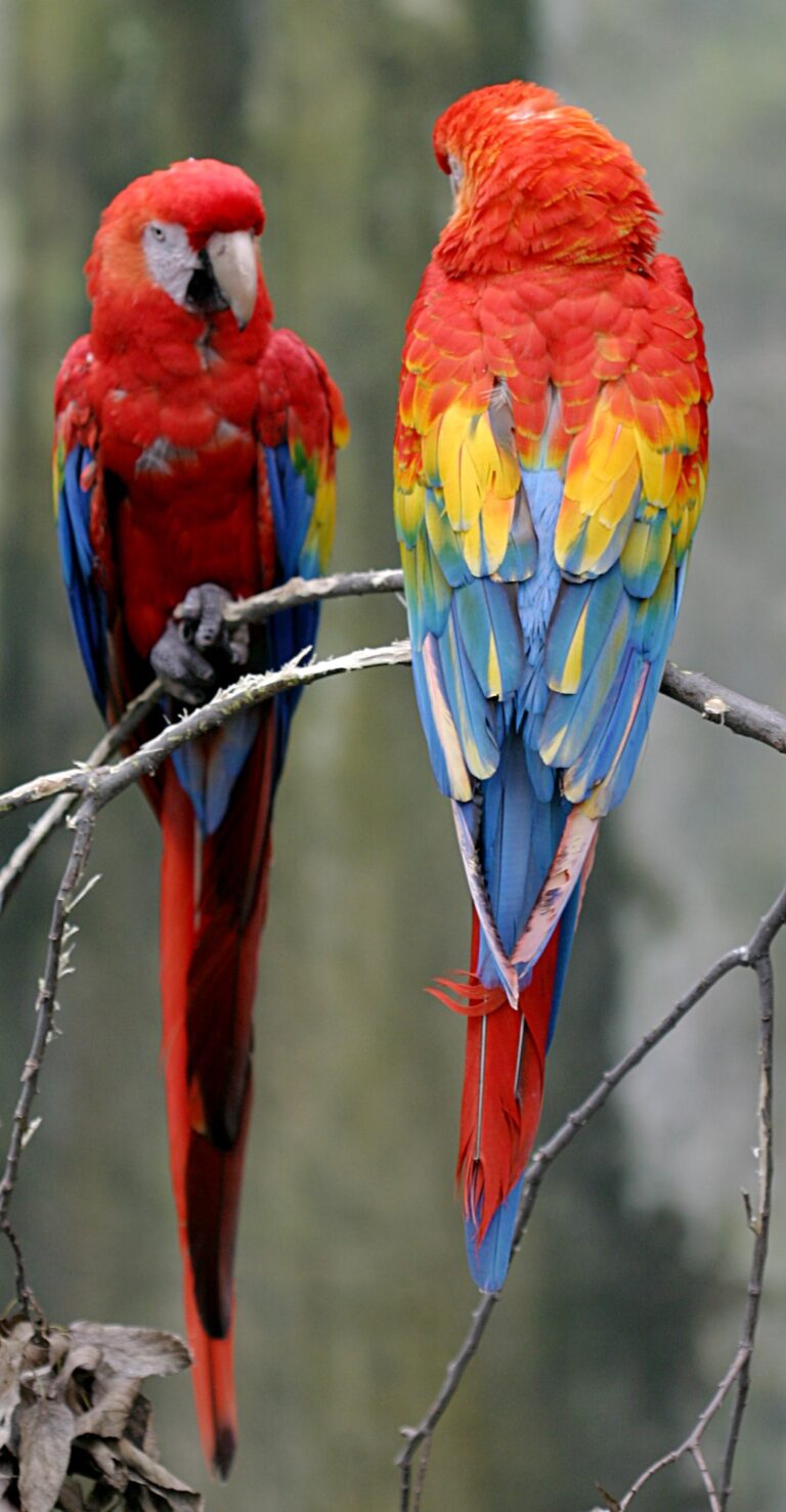 Costa Rica Wildlife Guide: Sloths, Quetzals, Turtles and the Best Parks