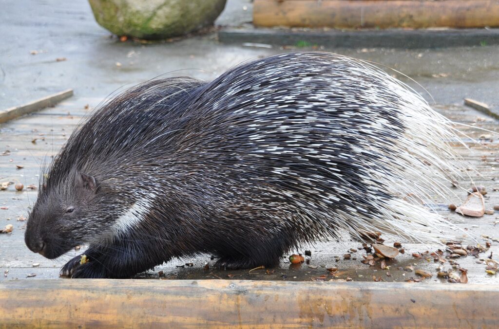 Crested Porcupine