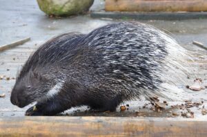 Crested Porcupine