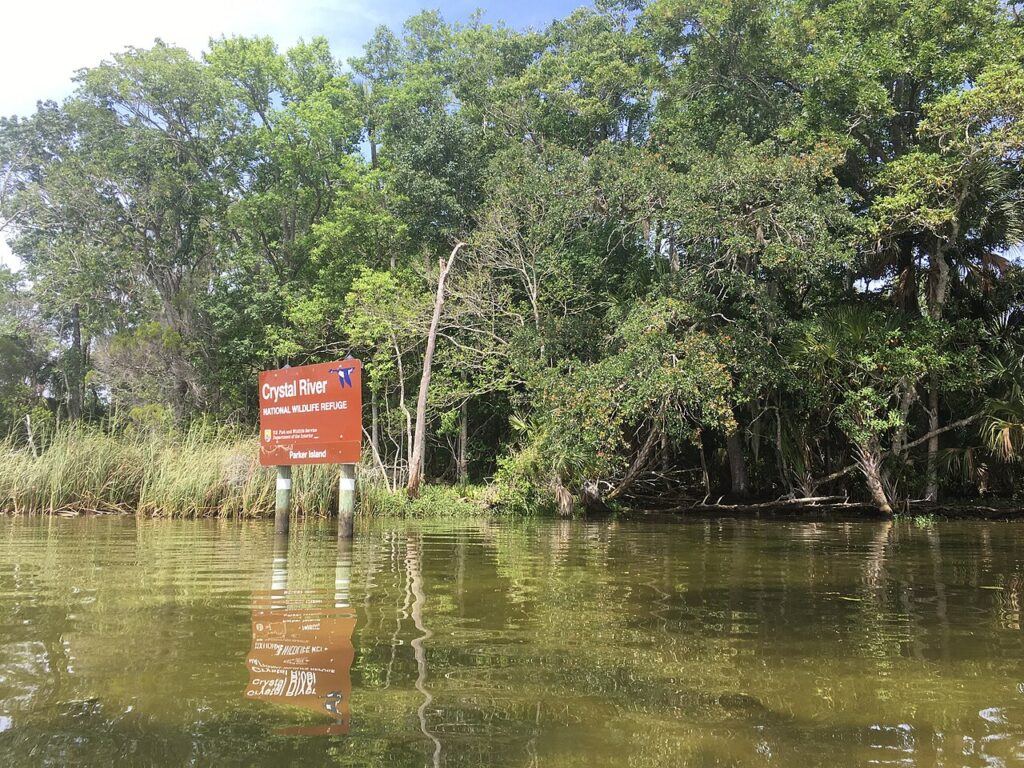 Swimming with Manatees in Crystal River Responsibly