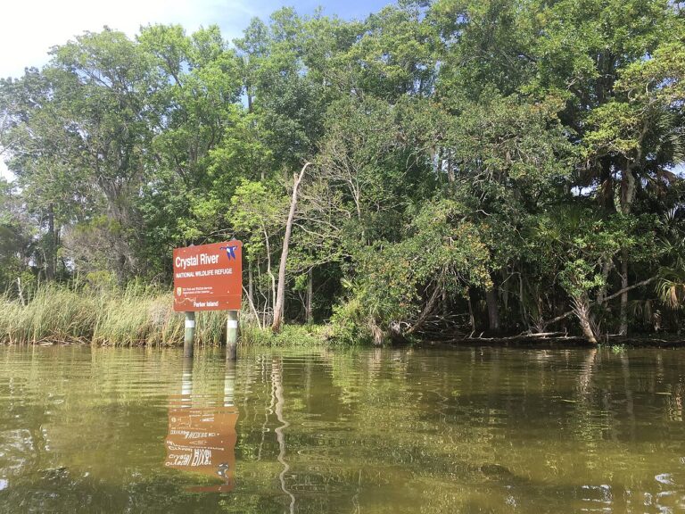 Swimming with Manatees in Crystal River Responsibly