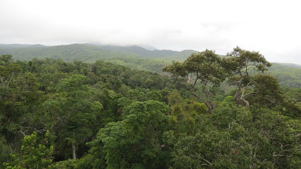 Daintree Rainforest Wildlife Guide: Cassowaries and Crocodiles