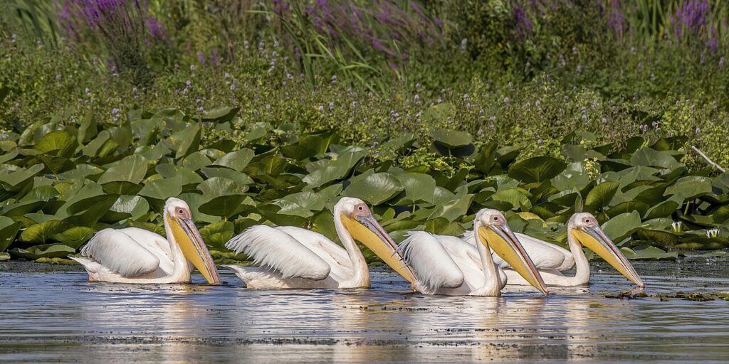 Danube Delta Birding Guide