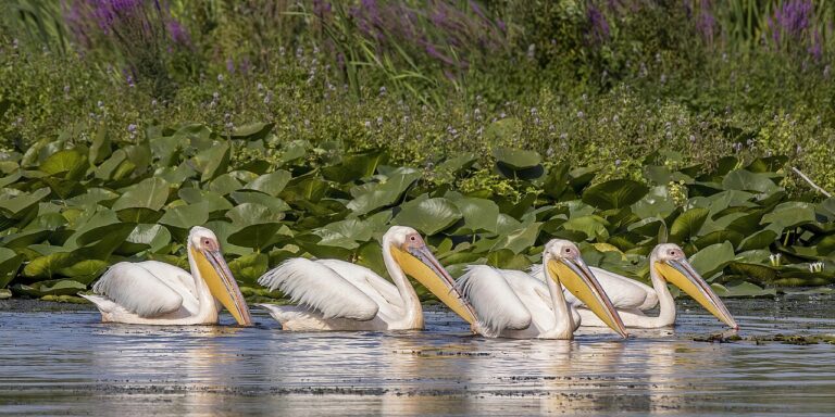 Danube Delta Birding Guide