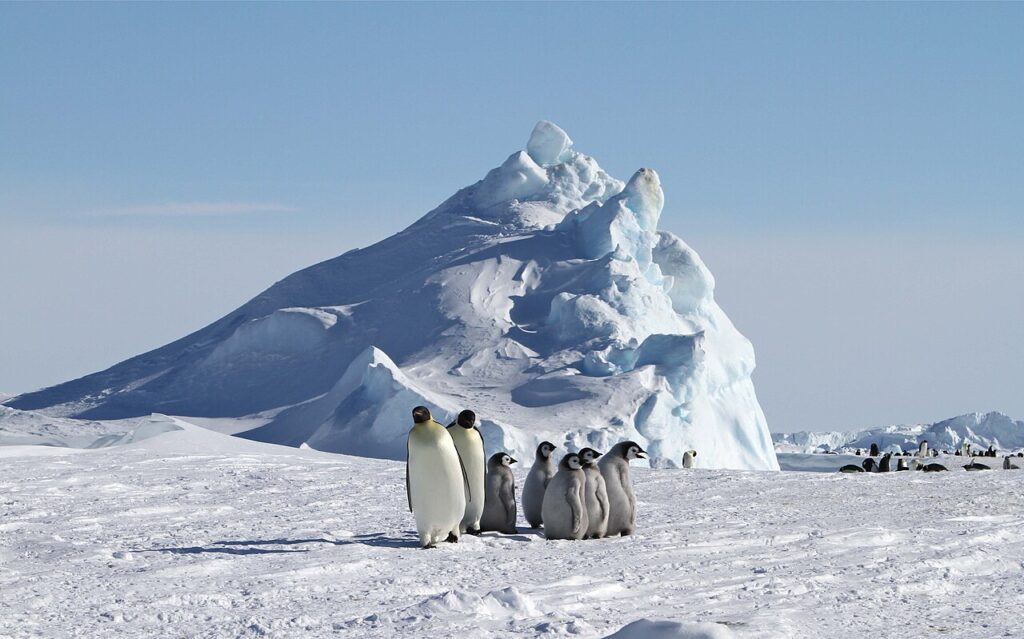 Emperor Penguin Expeditions: Snow Hill Island