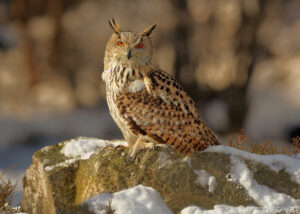 Eurasian Eagle-owl