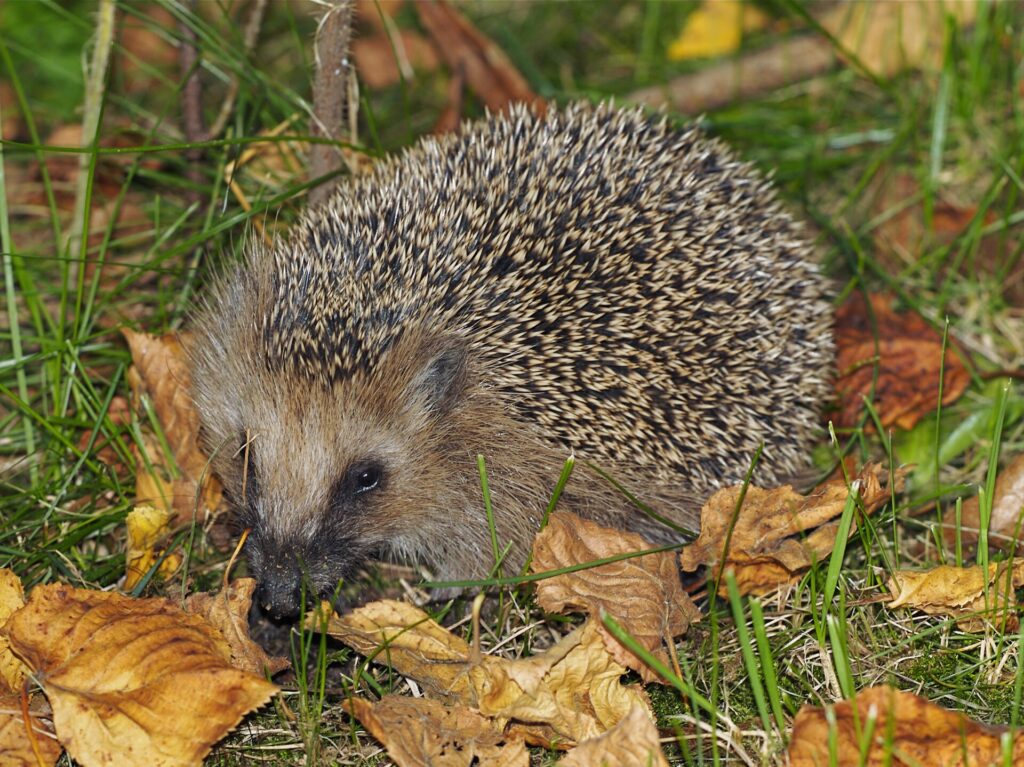European Hedgehog