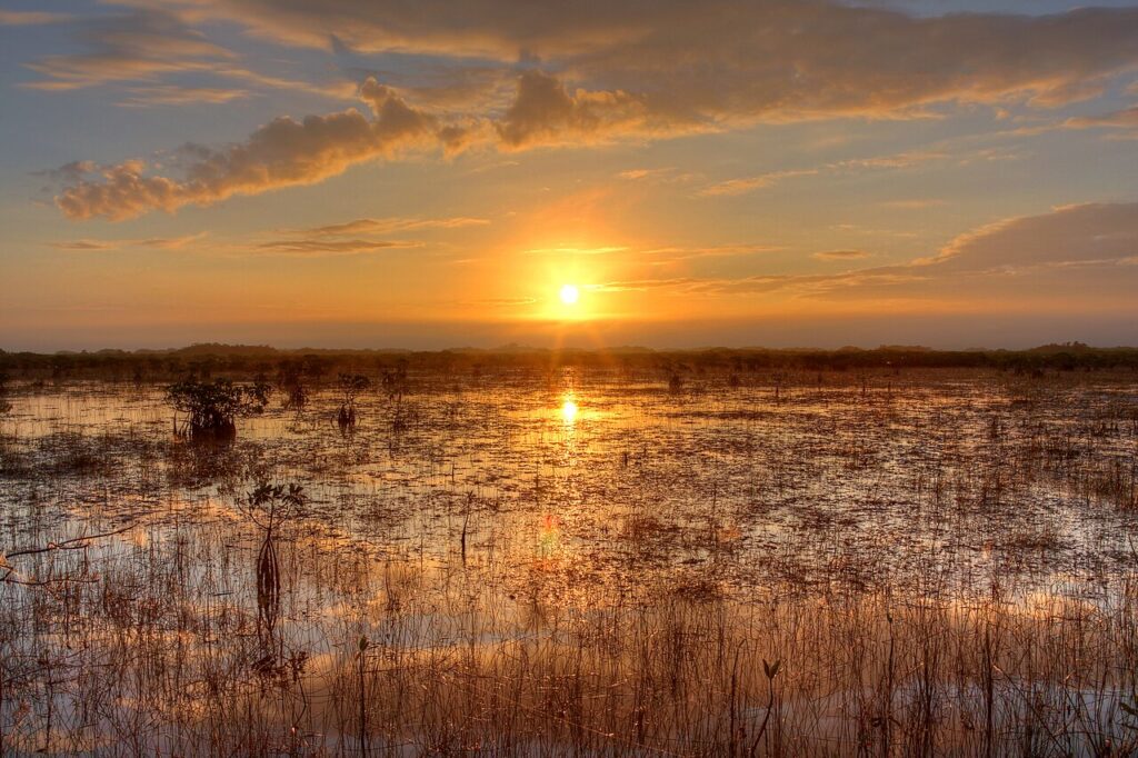 Everglades National Park Wildlife Guide