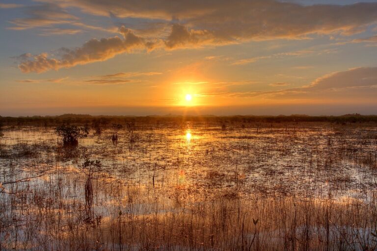 Everglades National Park Wildlife Guide