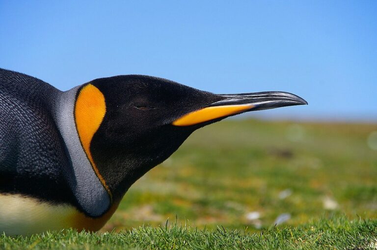 Falkland Islands Wildlife Guide