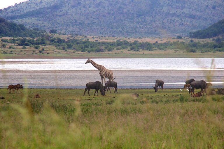 Family Safaris: Best Destinations and Tips for Travelling with Children