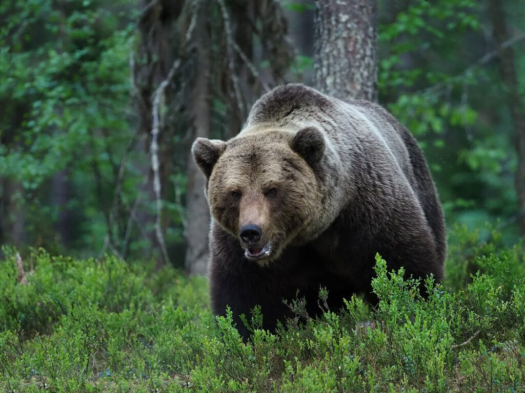 Bear and Wolverine Watching in Finland