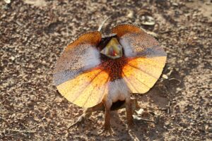 Frilled Lizard