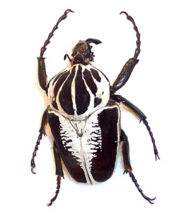 Goliath Beetle