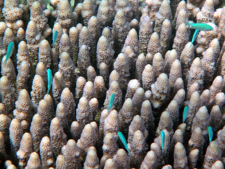 Great Barrier Reef Guide: Where to Go, When, and How to Help