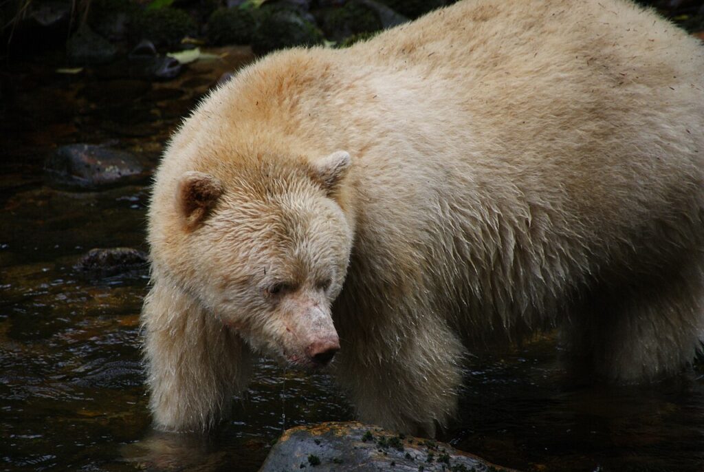 Great Bear Rainforest: Grizzlies and Spirit Bears