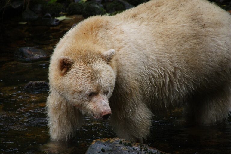 Great Bear Rainforest: Grizzlies and Spirit Bears