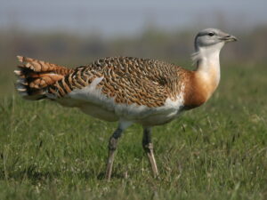 Great Bustard
