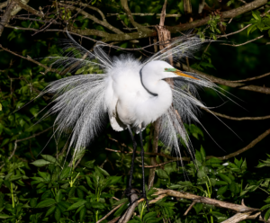 Great Egret