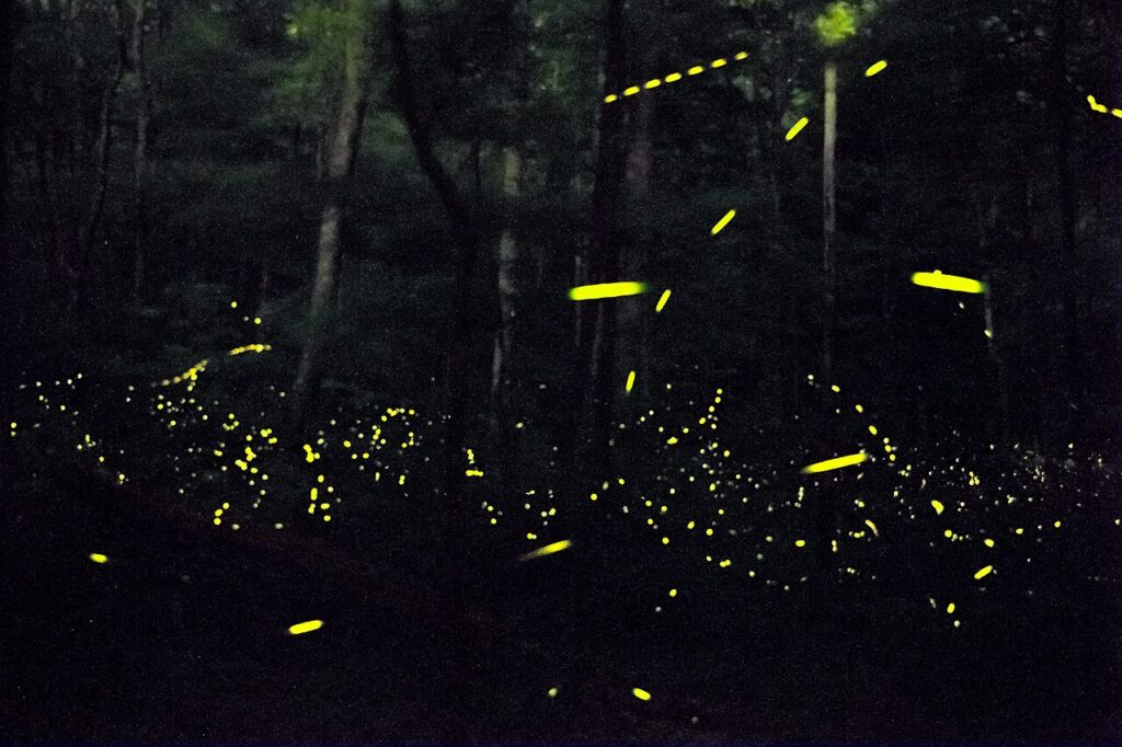 Great Smoky Mountains Synchronous Fireflies