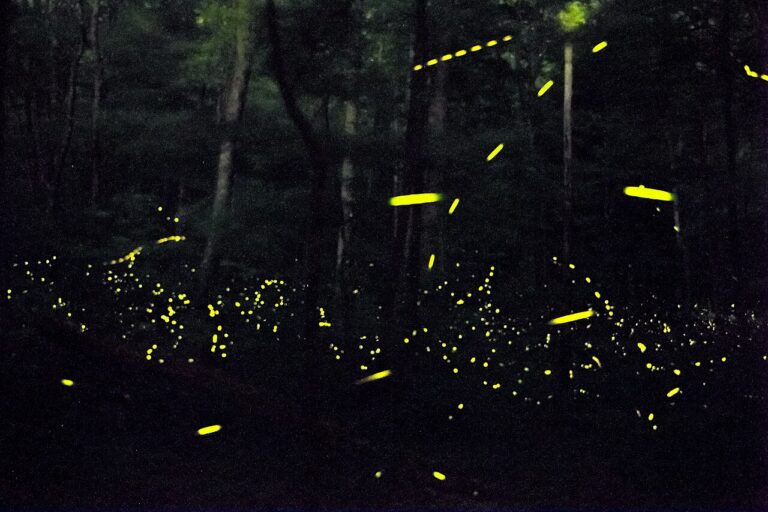 Great Smoky Mountains Synchronous Fireflies