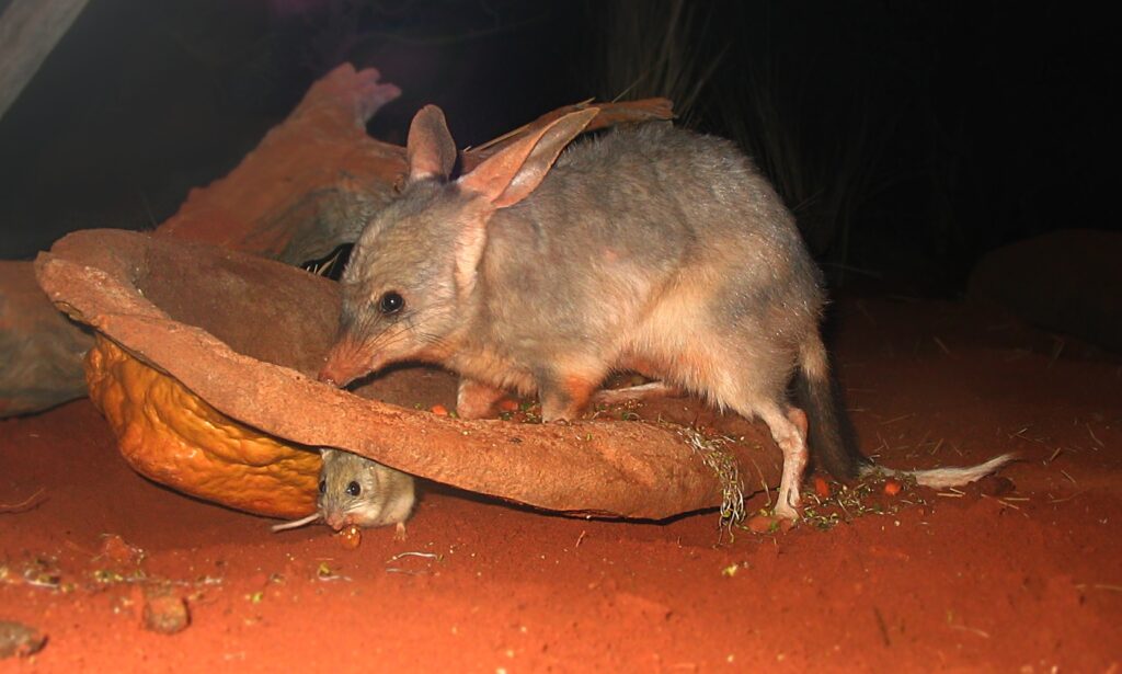 Greater Bilby