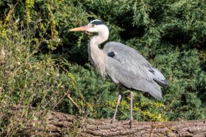 Grey Heron