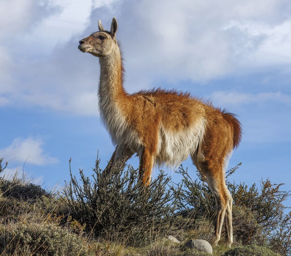 Guanaco