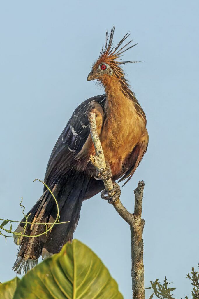 Hoatzin