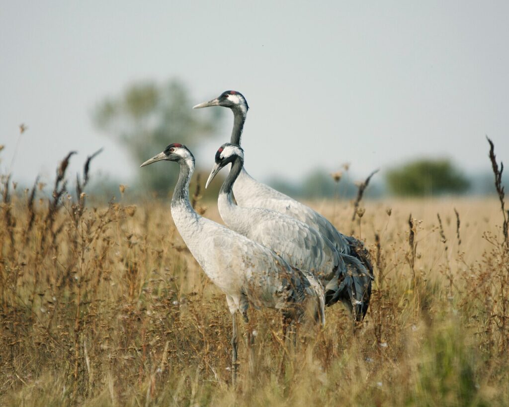 Crane Migration at Hortobágy