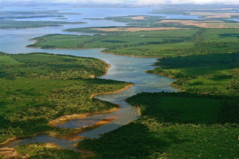 Iberá Wetlands: Rewilding Jaguars in Argentina