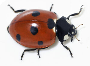 Ladybird