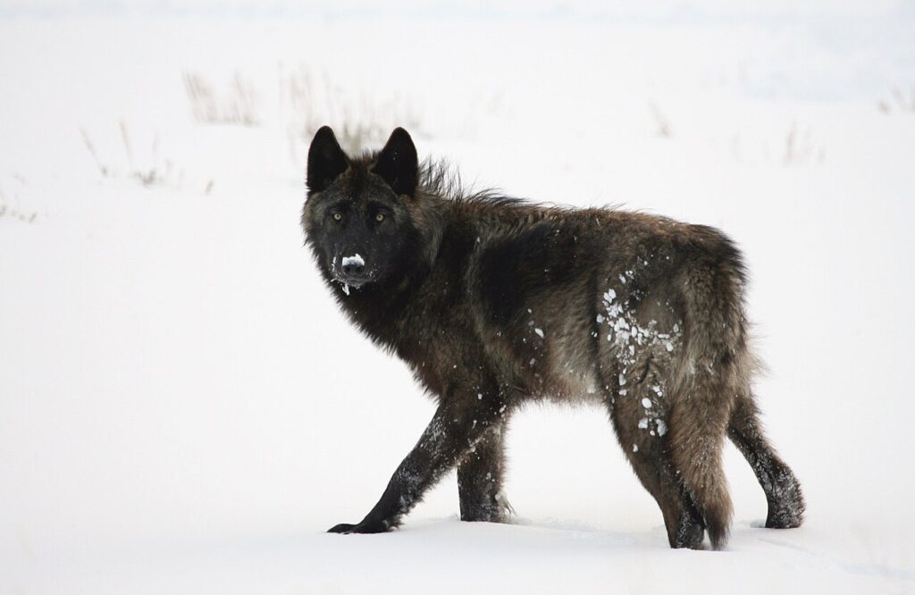 Wolf Watching in Yellowstone's Lamar Valley