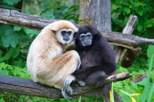 Lar Gibbon