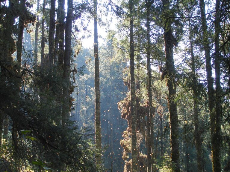 Monarch Butterfly Reserves in Mexico: How to Visit