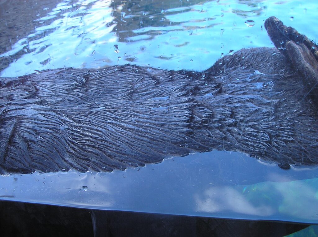 Monterey Bay: Sea Otters, Whales and Kelp Forests